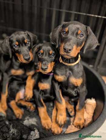 Dobermann dogs - Advert 2