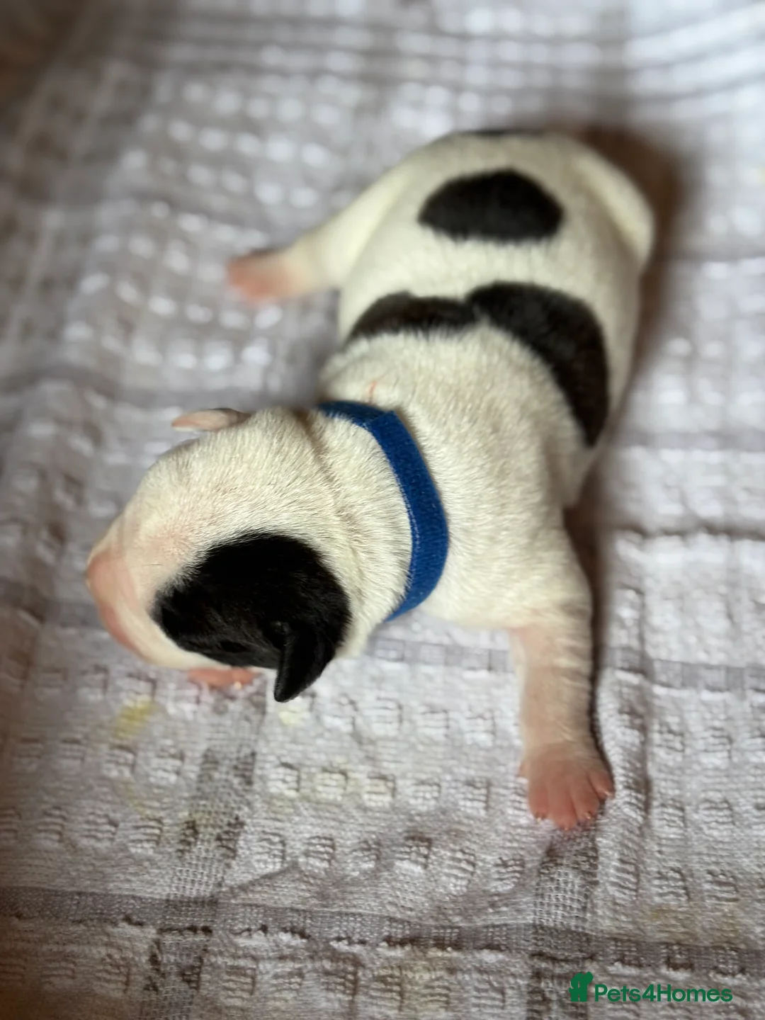 Mixed Breed dogs for sale: Old Tyme x American bulldog  in ELY - Advert 26