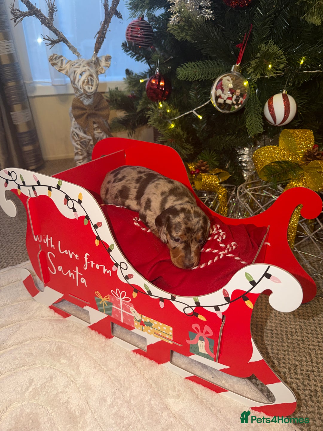 Miniature Dachshund dogs for sale: KC reg Miniature Dachshunds available 24thDecember - Advert 27