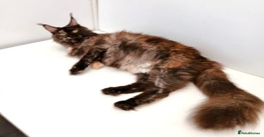 Maine Coon cats - Advert 6