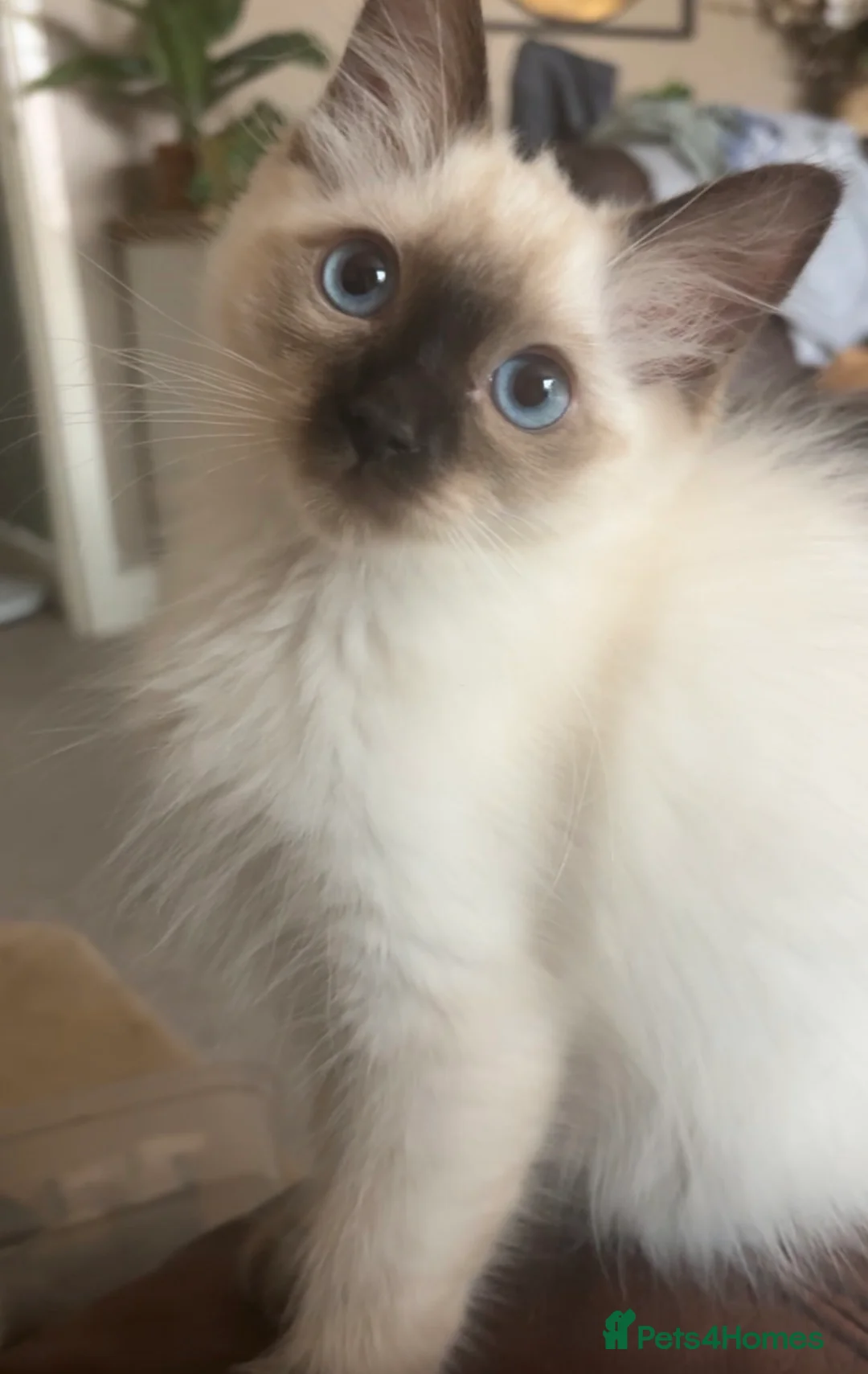 Ragdoll cats for sale: 3 beautiful purebred ragdolls  in Stourbridge - Advert 2