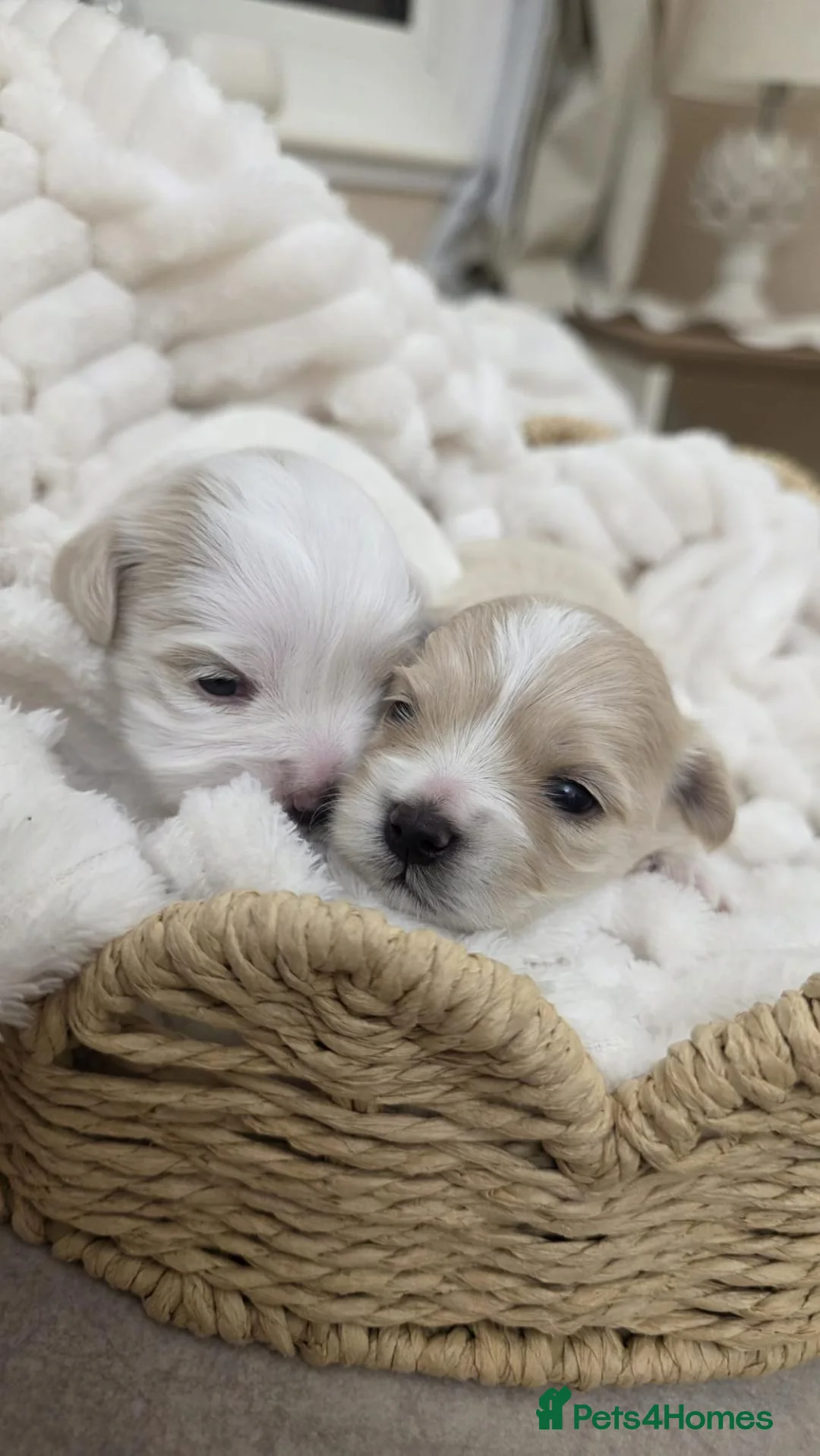 Maltipoo dogs for sale: Tiny Maltipoo puppies 🐶  - Advert 1