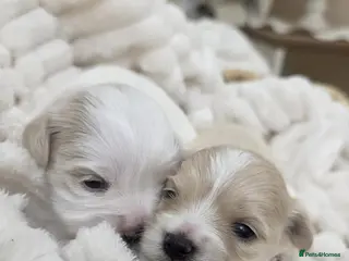 Maltipoo dogs Tiny Maltipoo puppies 🐶 - Advert 1
