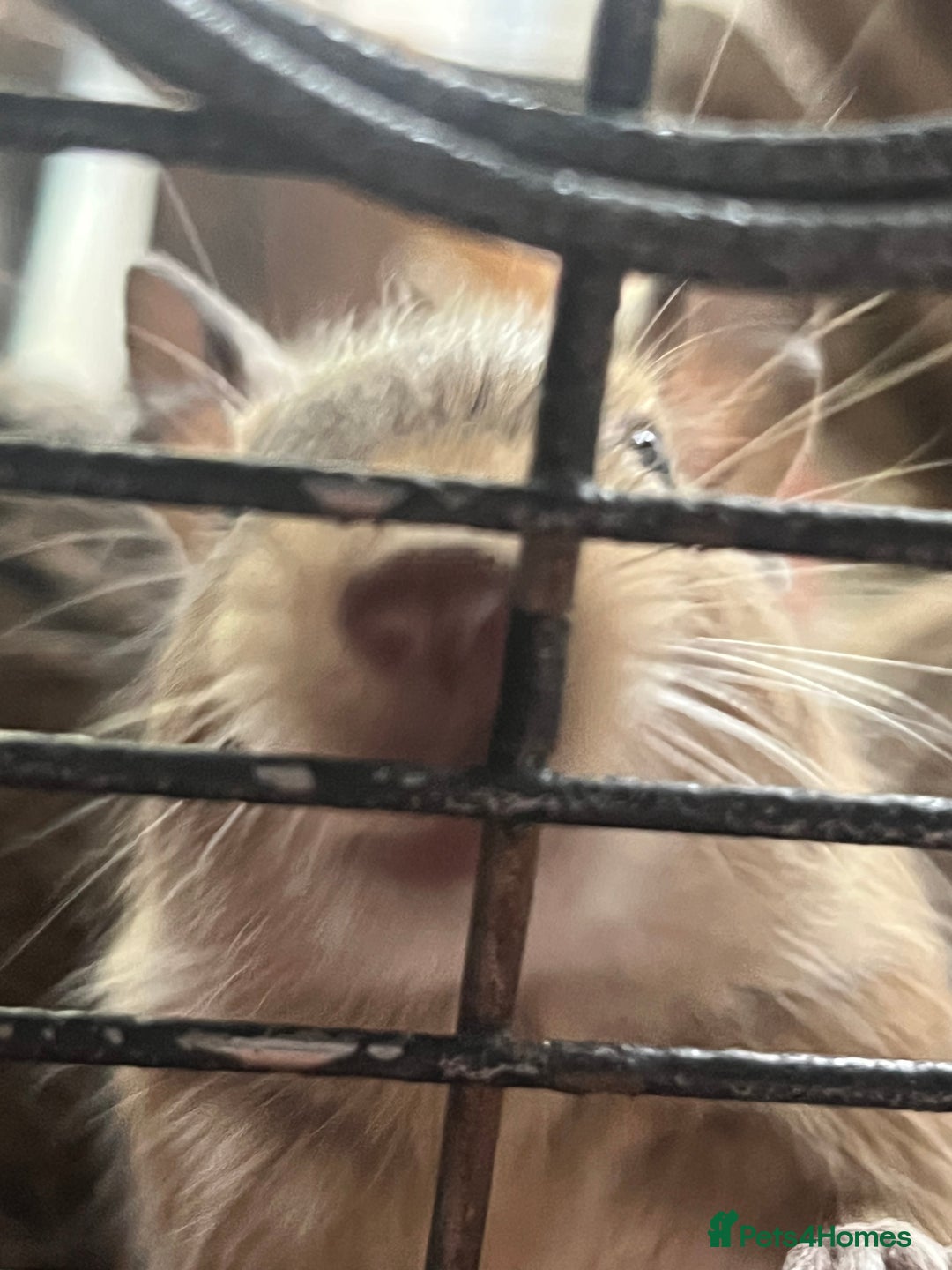 Degus rodents for sale: Baby Degus looking for loving homes - Image 11