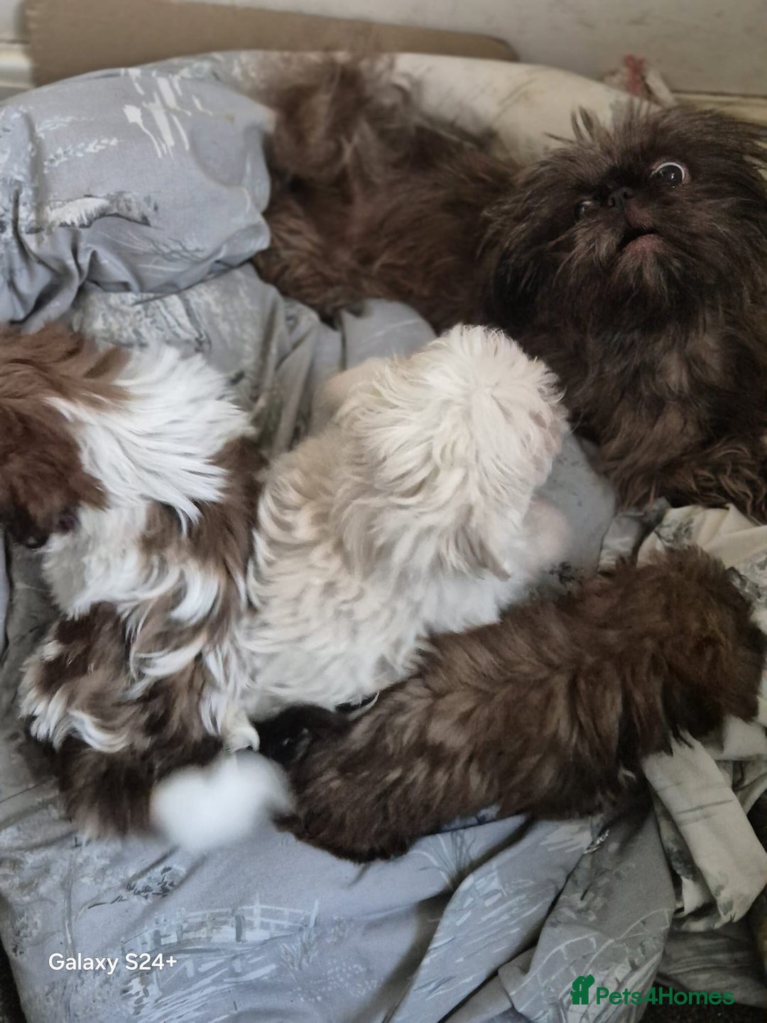 Shih Tzu dogs for sale: Outstanding Imperial Shih Tzu Pups - Image 2