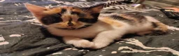 Mixed Breed cats for sale: Beautiful kittens looking for forever homes  - Advert 3