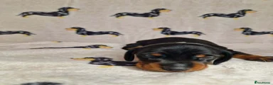 Miniature Dachshund 4 (White collar)