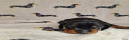 Miniature Dachshund dogs for sale: Beautiful home-reared Miniature Dachshund Puppies - Advert 8