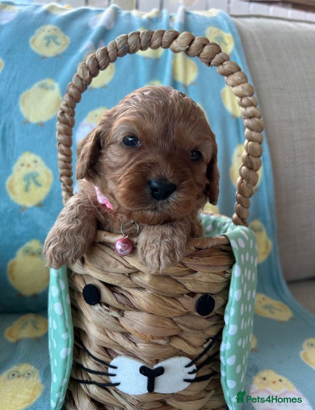 Cavapoo dogs Stunning Cavapoo Puppies – Ready Soon  - Advert 1