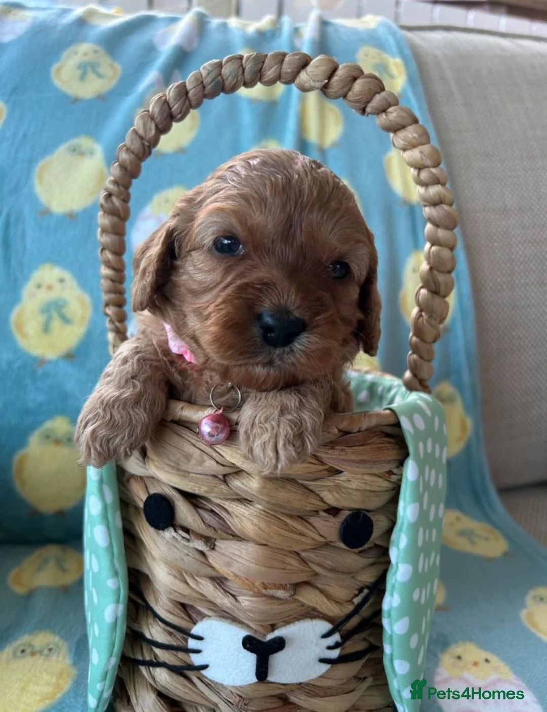 Cavapoo dogs for sale: Stunning Cavapoo Puppies – Ready Soon  - Advert 1