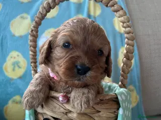 Cavapoo dogs Stunning Cavapoo Puppies – Ready Soon - Advert 1