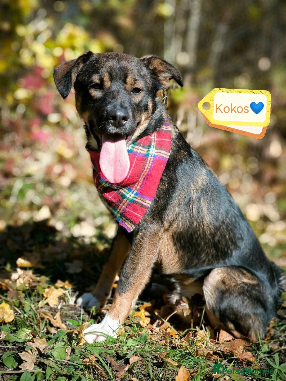 Mixed Breed dogs for adoption: 💙🐶 KOKOS 🐶💙 - Advert 1