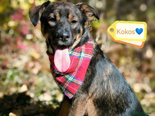 Mixed Breed dogs 💙🐶 KOKOS 🐶💙 - Advert 1