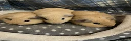 Guinea Pig rodents for sale: Lots of lovely baby boy guinea pigs - Advert 9