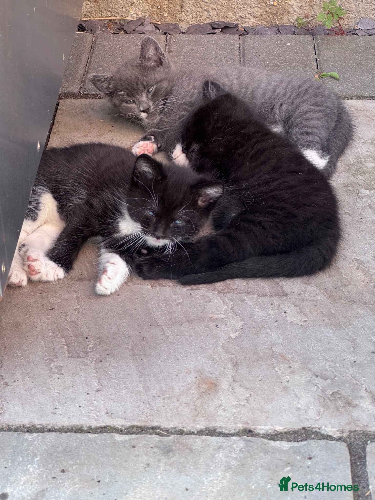 Mixed Breed cats 3 beautiful kittens for sale  - Advert 1