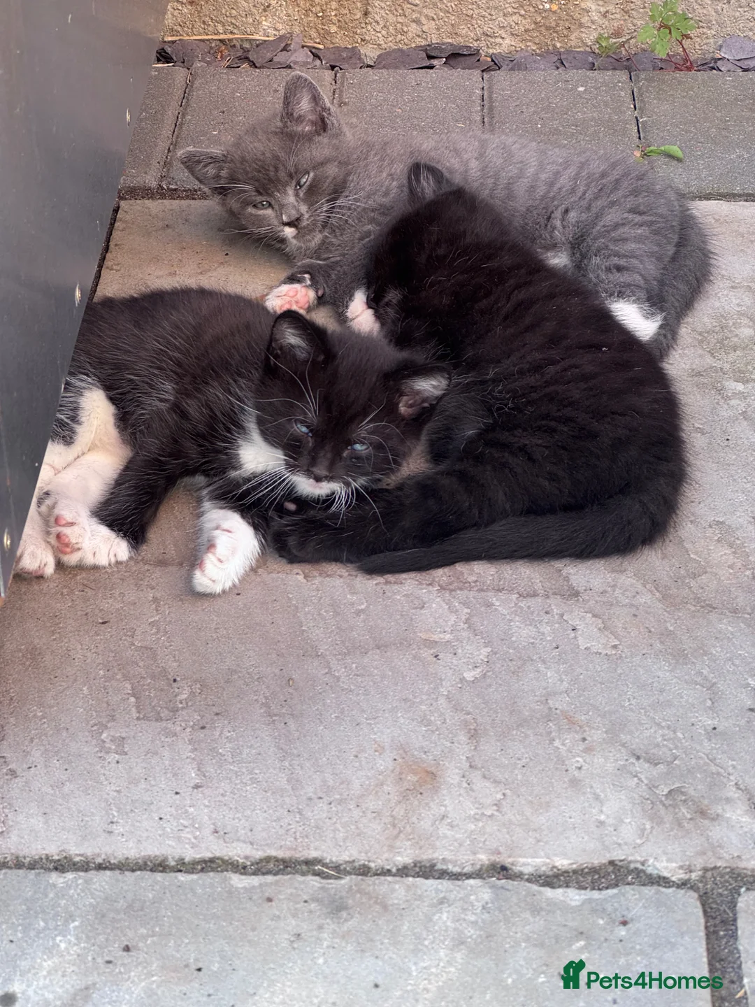 Mixed Breed cats for sale: 3 beautiful kittens for sale  - Advert 1