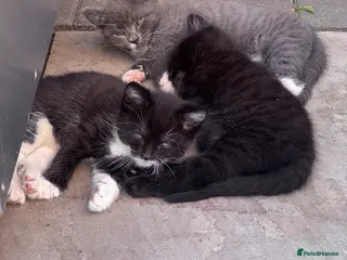 Mixed Breed cats 3 beautiful kittens for sale - Advert 1