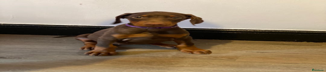 Dobermann Puppy 4