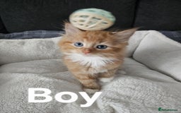Maine Coon cats for sale: Kittens ready for a new home - Image 2