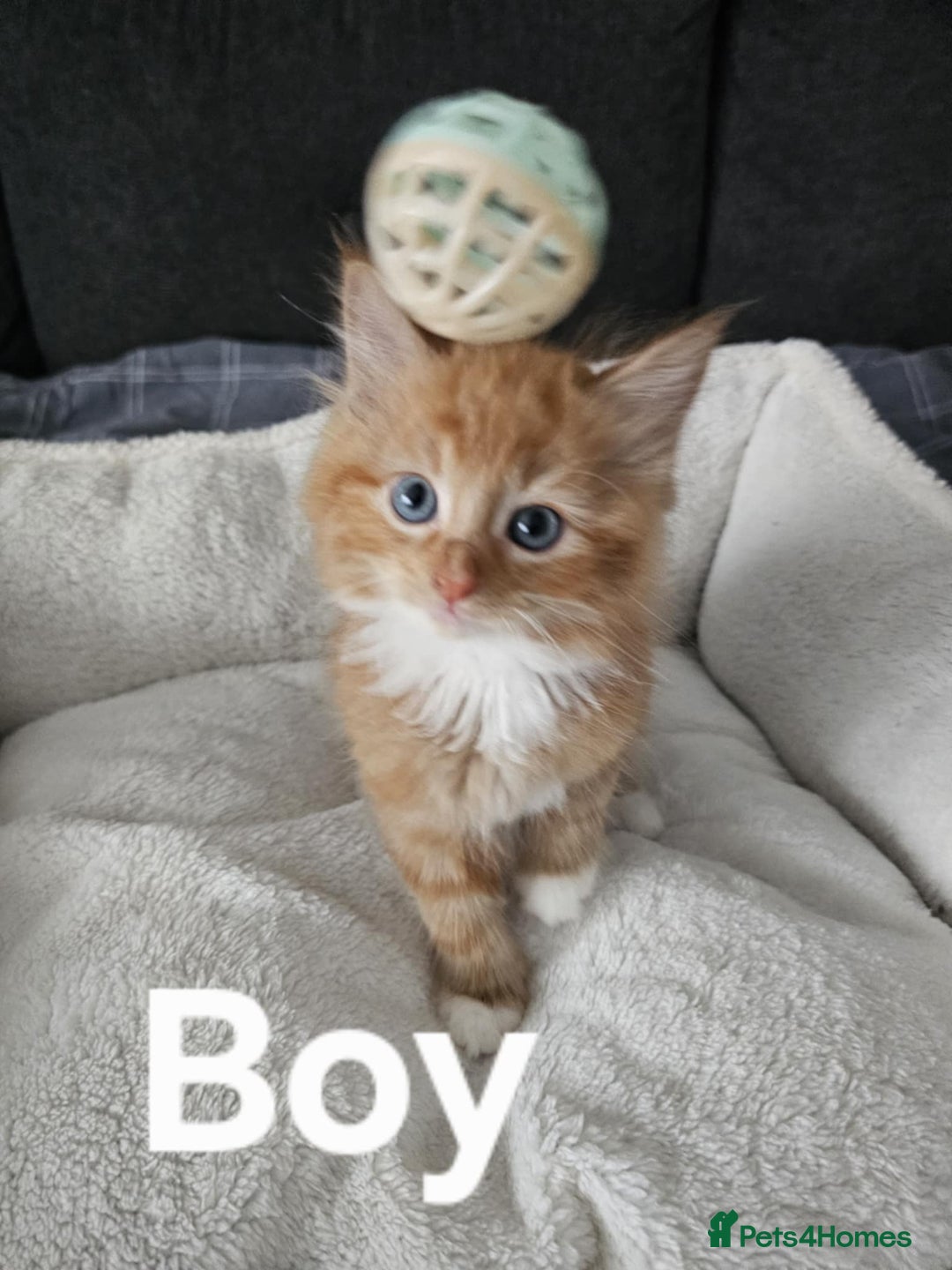 Maine Coon cats for sale: Kittens ready for a new home - Image 2