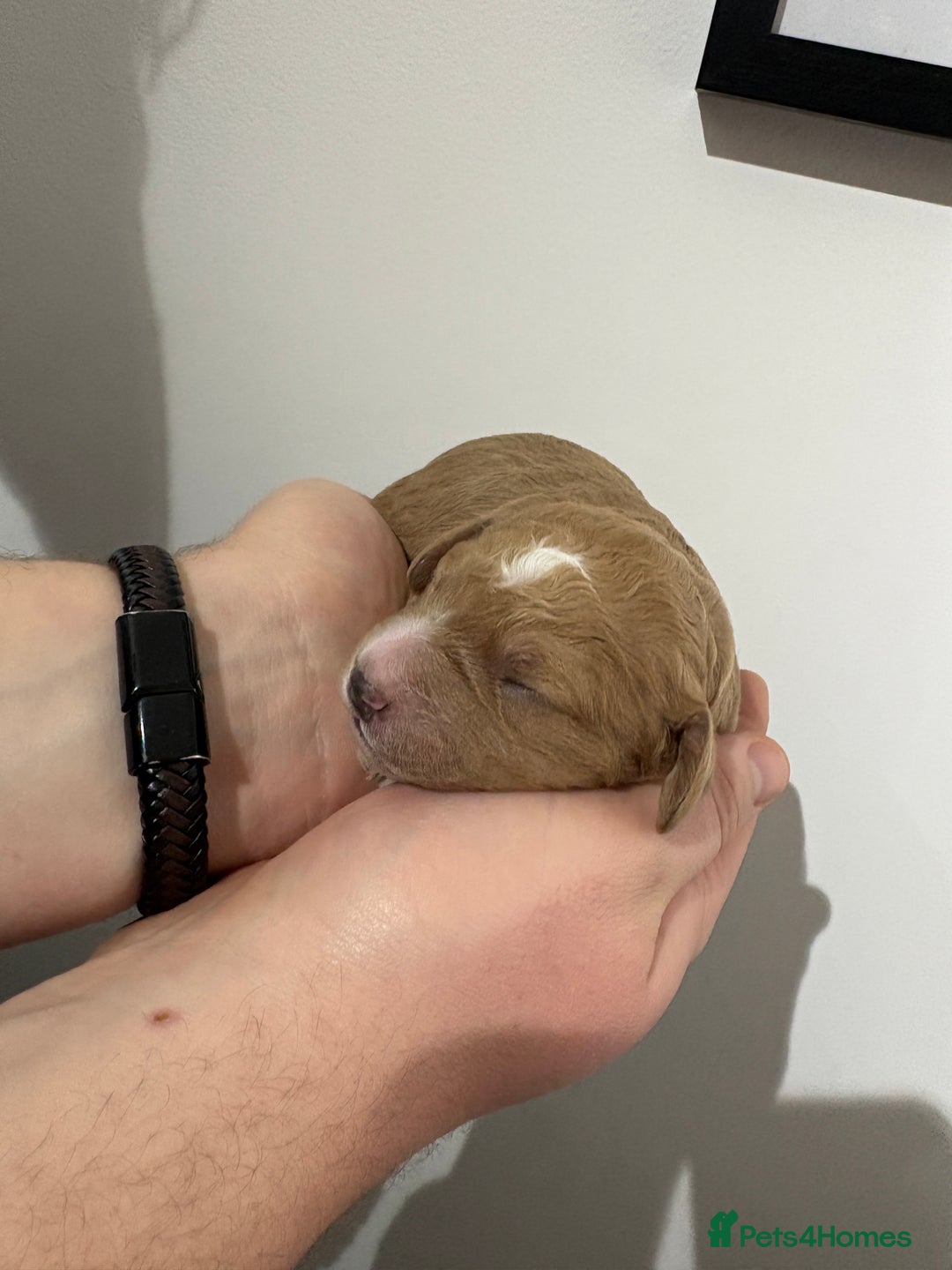 Cavapoo dogs for sale: 4 gorgeous cavapoo puppies - Advert 6