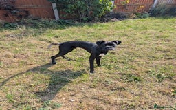 Boxer dogs for sale: Sealed Bridle Boxer Puppy - Image 1