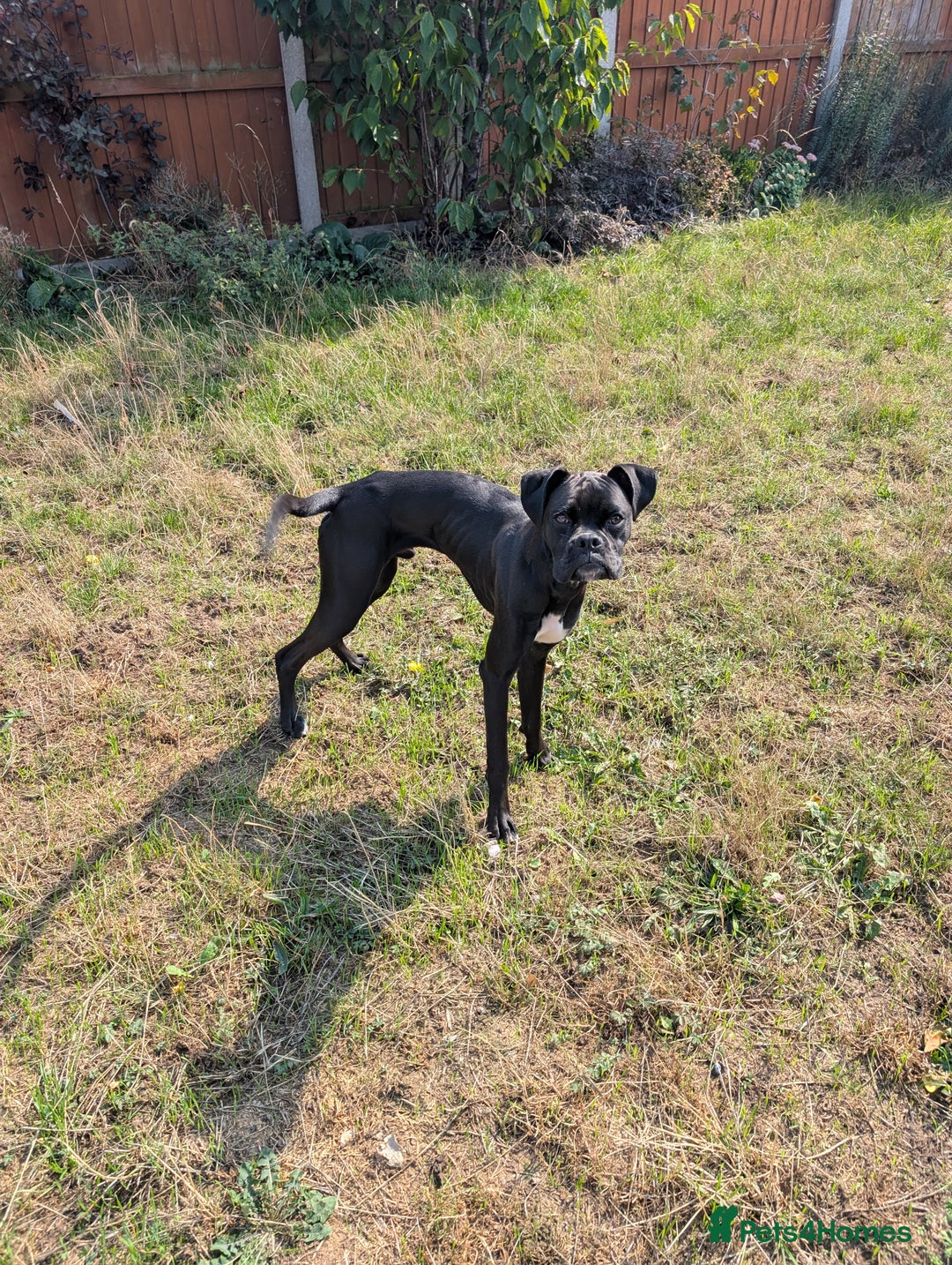 Boxer dogs for sale: Sealed Bridle Boxer Puppy - Image 1