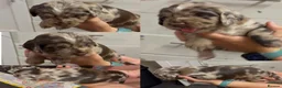 Sprocker dogs for sale: Merle sprocker spaniel puppies  in Dover - Advert 7