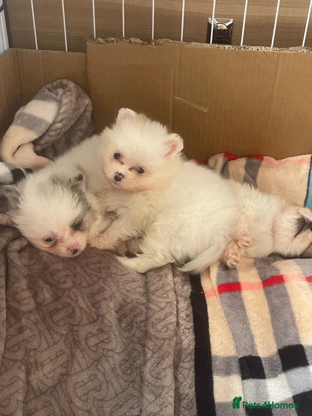 Pomeranian dogs for sale: Stunning Pomeranians in Chelmsford - Advert 11