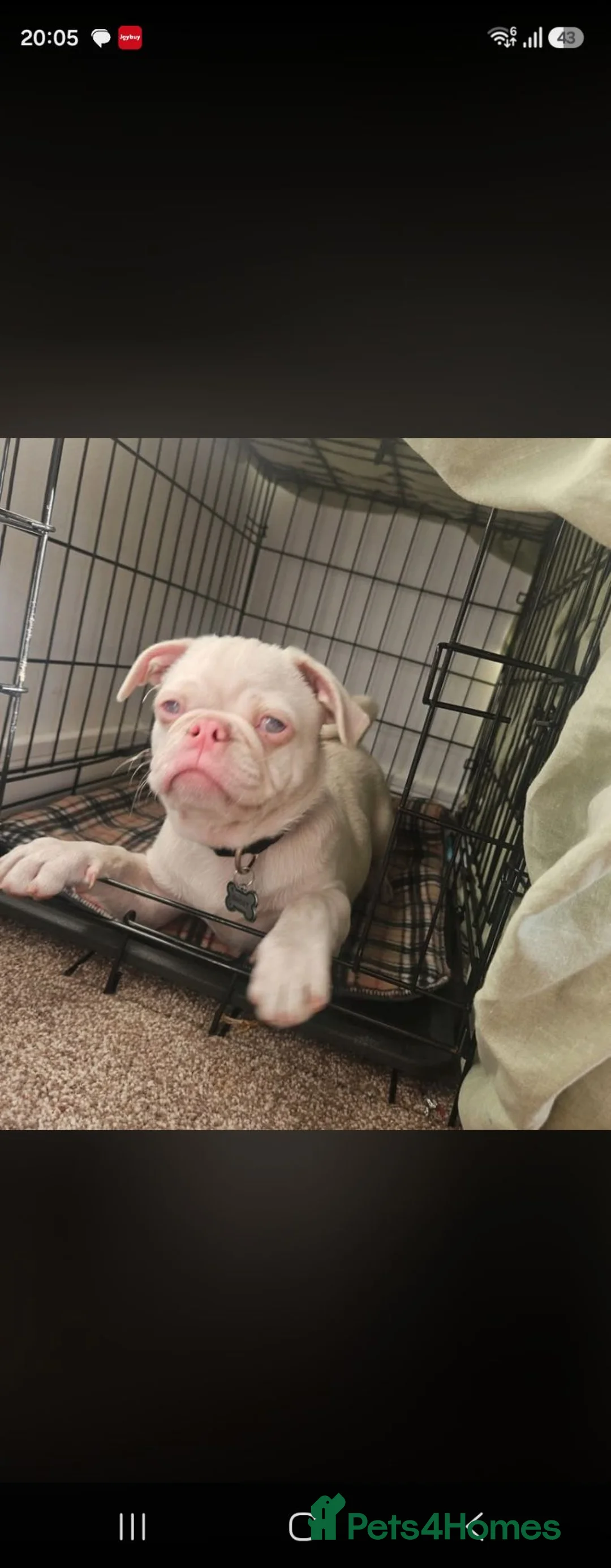 Mixed Breed dogs for sale: White fur and blue eyed pugzu - Advert 2