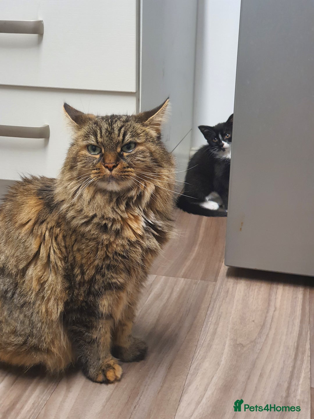 Mixed Breed cats for sale: Frankie  - Image 5