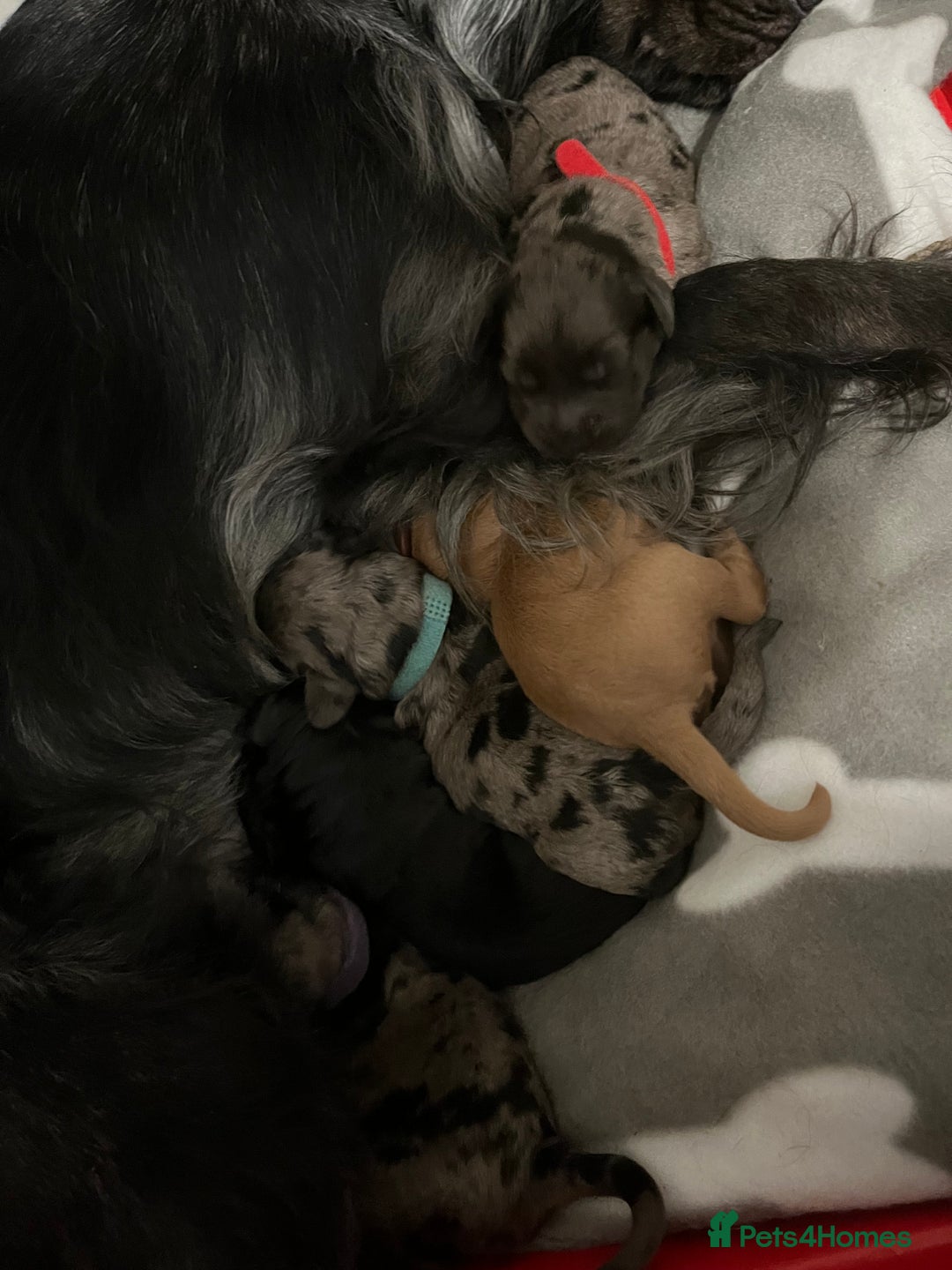 Cockapoo dogs for sale: 💫✨🐶🐾Gorgeous F1B Cockapoos🐾🐶✨💫 - Image 1
