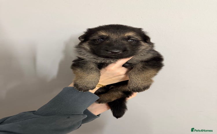 German Shepherd dogs - Advert 14