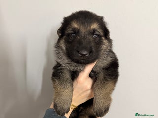 German Shepherd dogs - Advert 17