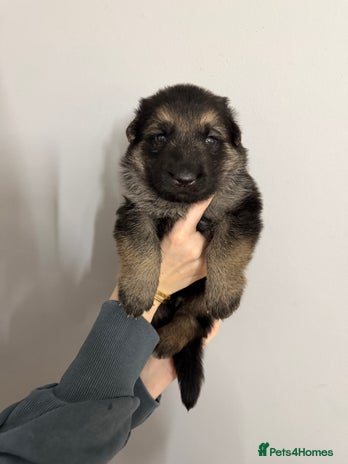 German Shepherd dogs - Advert 14