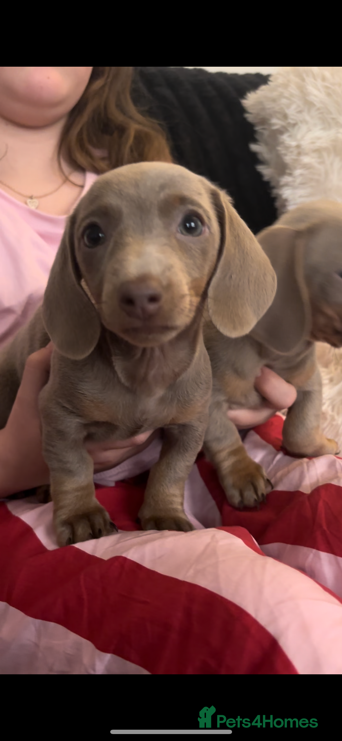 Miniature Dachshund dogs 🐾 2 female kc Isabella-tan mini dachshund pups 🐾 - Advert 1