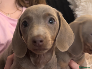 Miniature Dachshund dogs 🐾 2 female kc Isabella-tan mini dachshund pups 🐾 - Advert 2