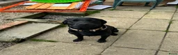 Labrador Retriever dogs for sale: Black lab  in Melton Constable - Advert 4