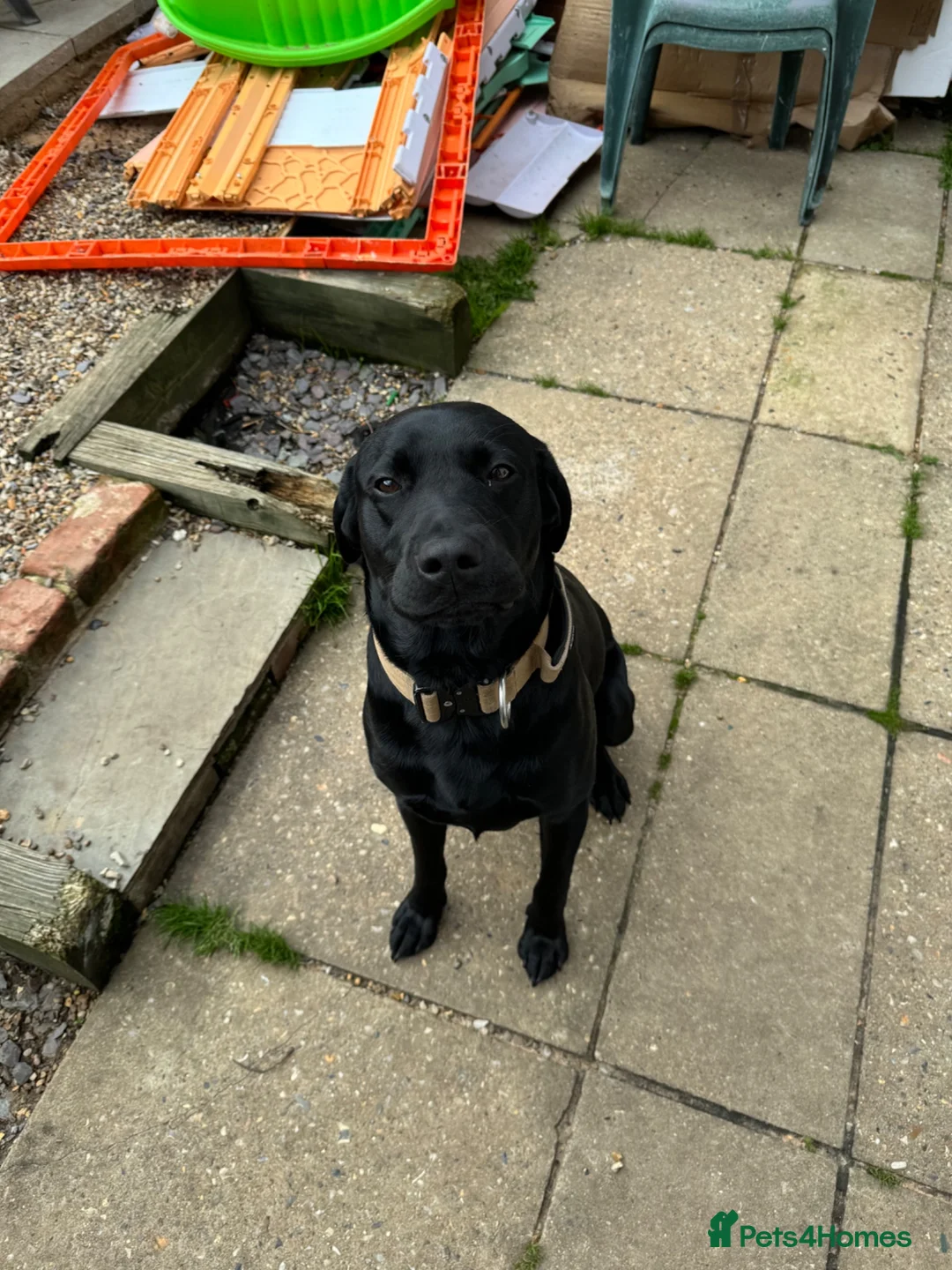 Labrador Retriever dogs for sale: Black lab  in Melton Constable - Advert 4