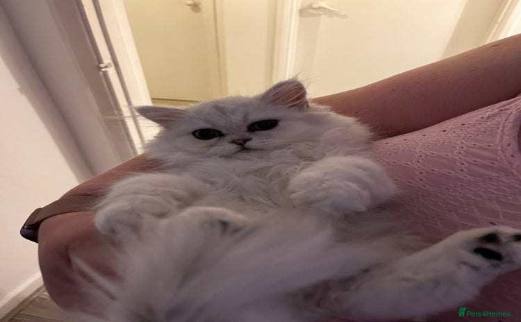 Persian cats - Advert 1
