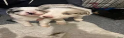 Border Collie dogs for sale:  Long coated pure bred collie puppies blue merles  - Advert 7