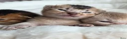 Abyssinian cats for sale: Abyssinian kittens TICA registered - Advert 7