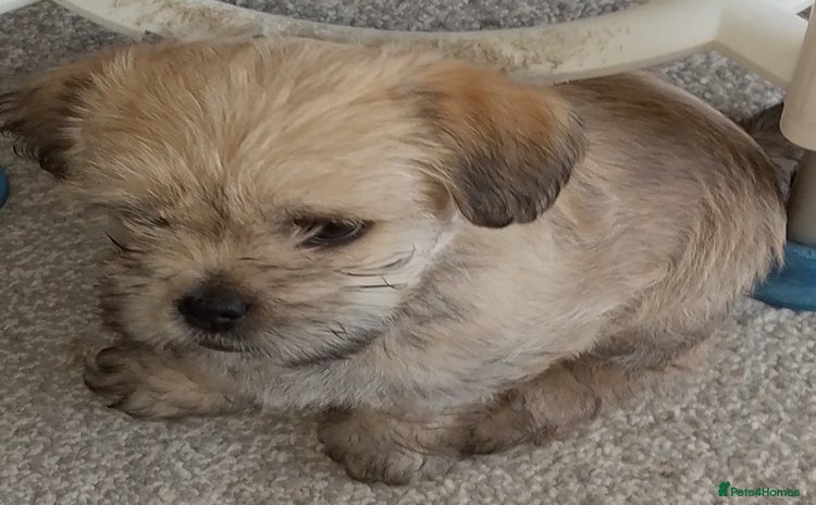 Maltipoo dogs - Advert 13