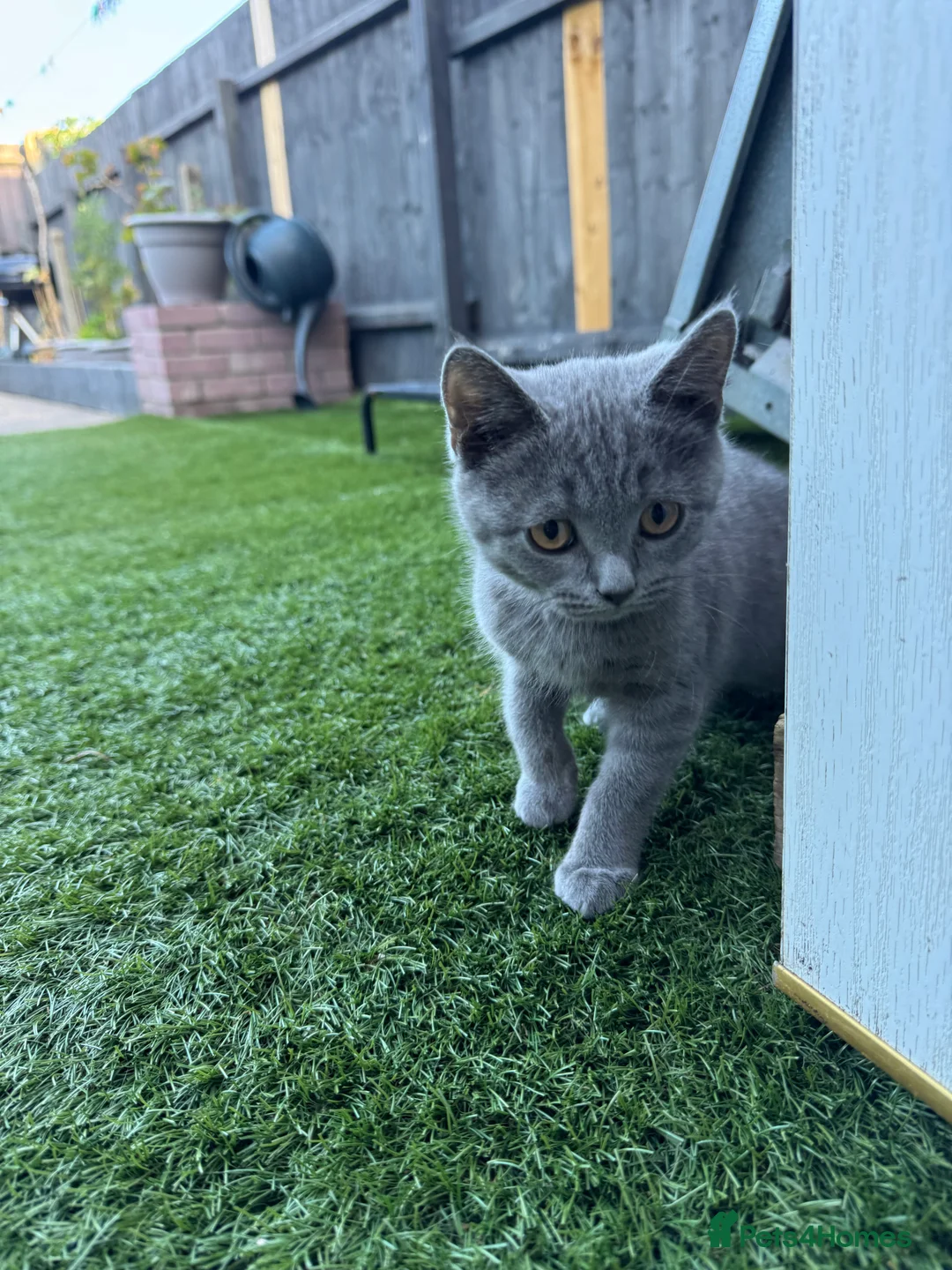 Mixed Breed cats for sale: Mixed British Shorthair  - Advert 2