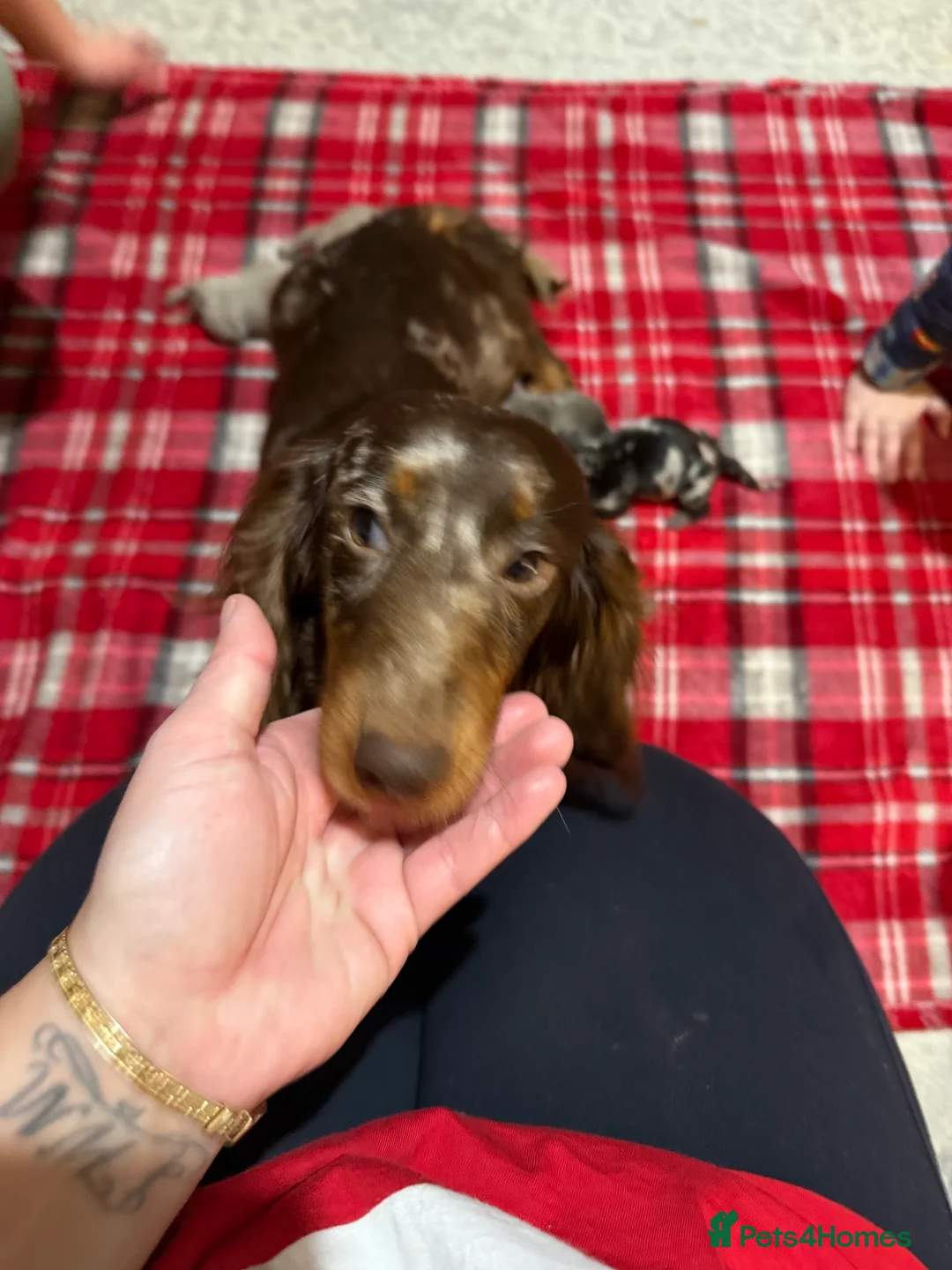 Dachshund dogs for sale: Beautiful dachshund puppies  - Advert 6