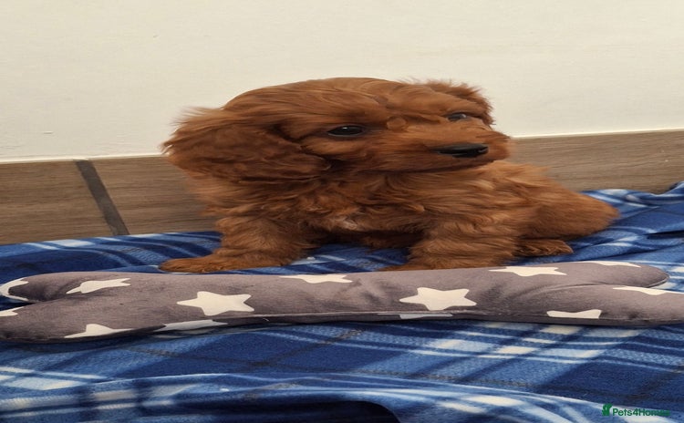 Cavapoo dogs - Advert 3