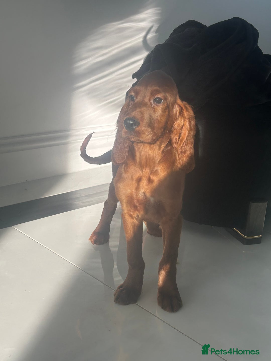 Irish Setter dogs for sale: Beautiful KC registered health tested parents - Advert 2