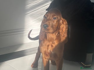 Irish Setter dogs Beautiful KC registered health tested parents - Advert 2