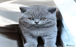British Shorthair cats for sale: Beautiful Blue British Shorthair Kittens ready now - Image 3