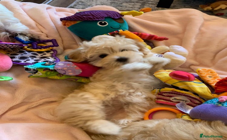 Maltipoo dogs - Advert 9